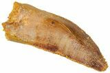 Serrated Raptor Tooth - Real Dinosaur Tooth #297547-1